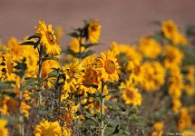 6 Sonnenblumenfeld bei Haine